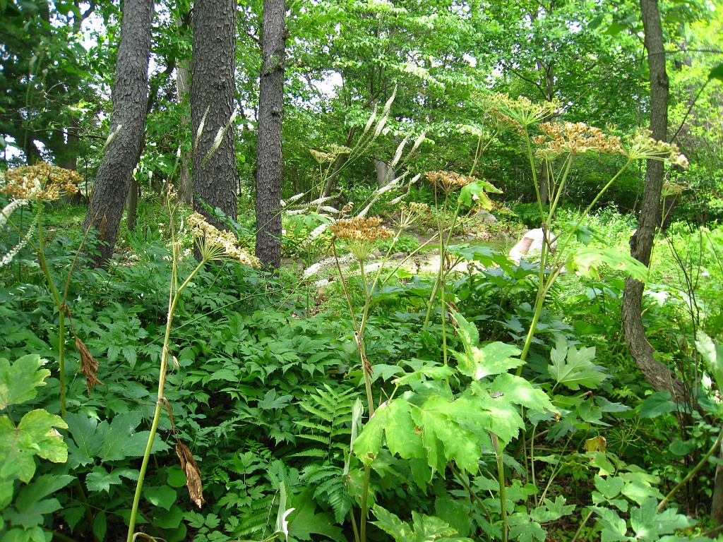 Matthaei Botanical Gardens 2010 0640.jpg - Matthaei Botanical Gardens in Ann Arbor Michigan has several miles of trails that can be enjoyed year round.